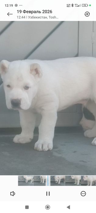 Алабай щенок кабель