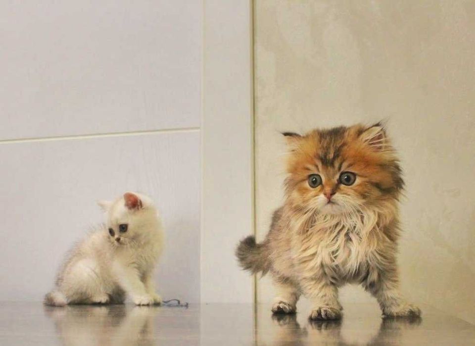 Zotdor Scottish Fold va Scottish Straight Shinshila mushuklar sotiladi
