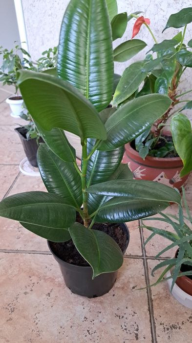 Цветы комнатные,  комнатные растения