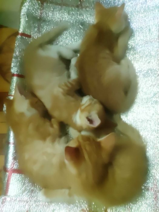 Милые рыжие Котята