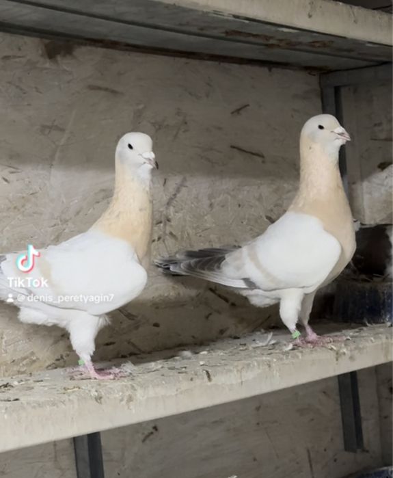 Голуби сирийские пикирующие!