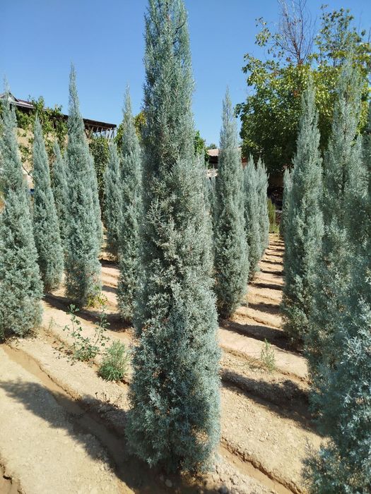 Кипарис Аризонский Италия