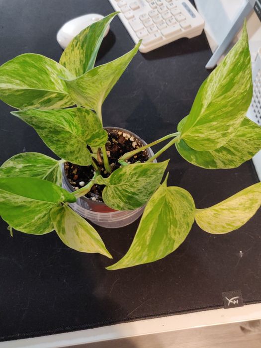 Комнатные растения