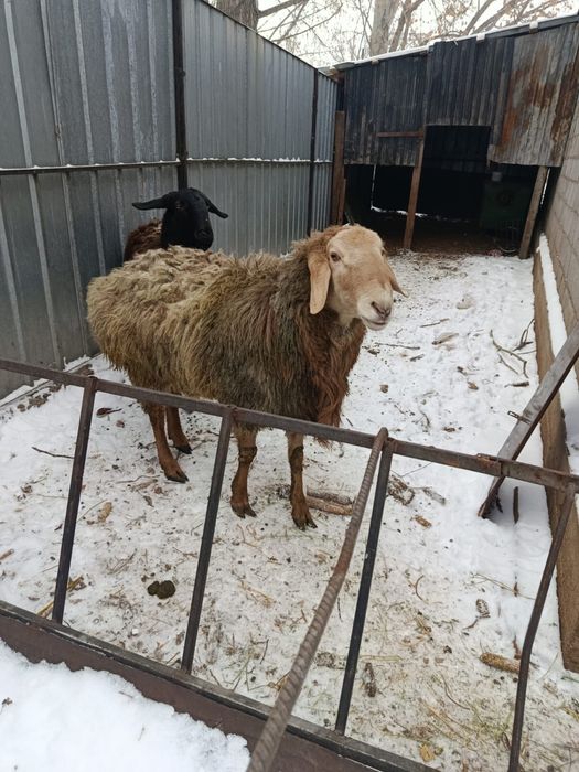 Продам кошкара за 200.000