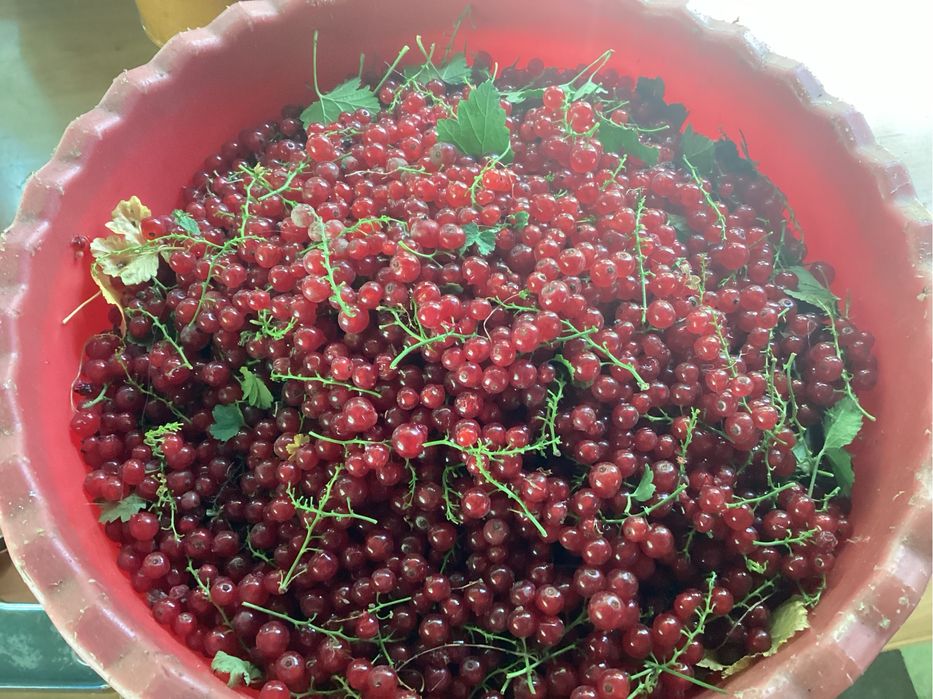 Грецкий орех  тонкокорый