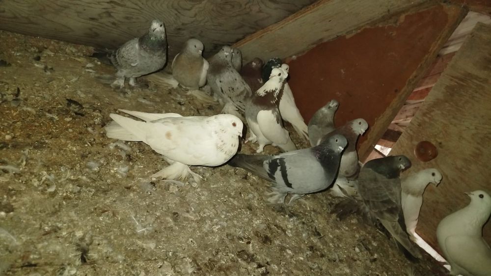 Голуби разных пород