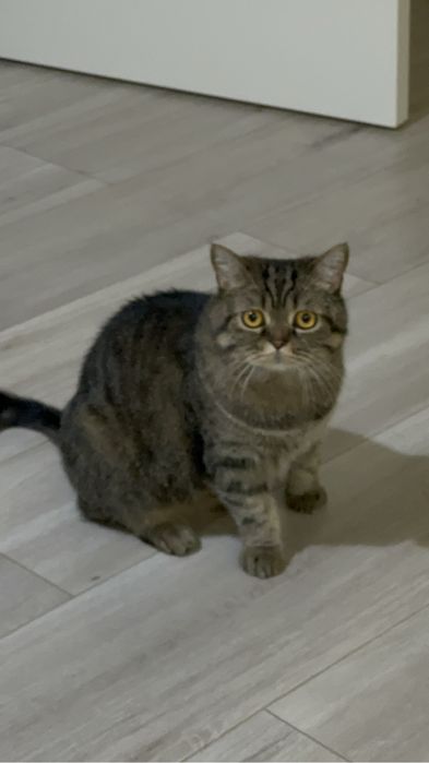 Потерялась кошка