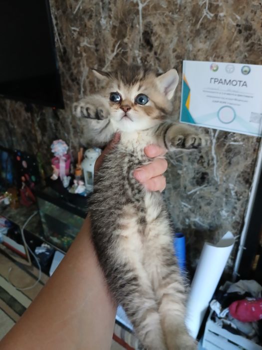 Скоттиш страйт и фолд девачка и мальчик