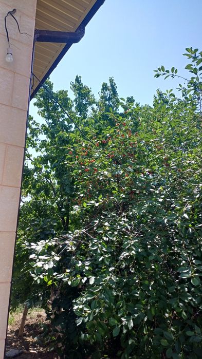 Жаңа піскен ағаштан жинап алынған вишня сатылады