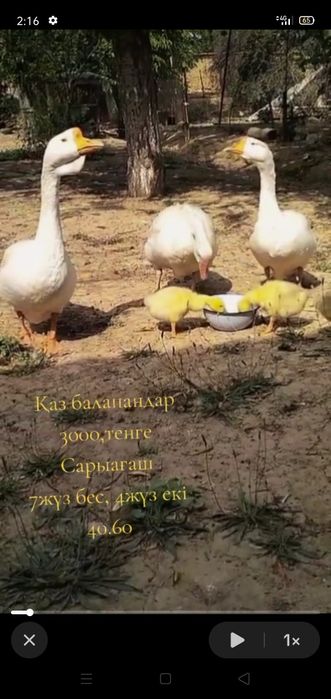 Қаздар сатылады.