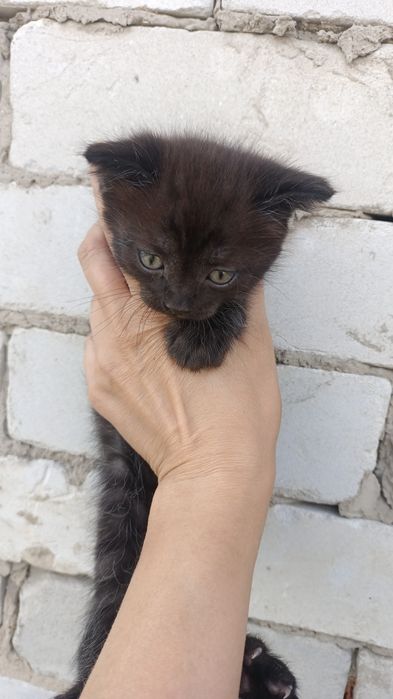 Шатландские Котята  в добрые руки