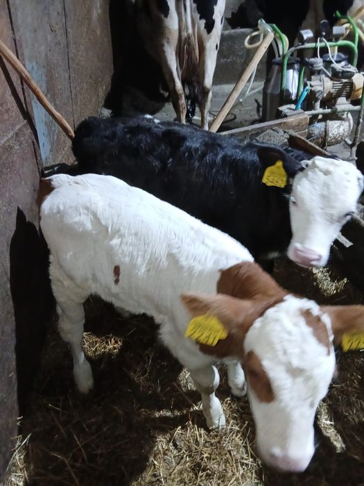 Vand 2 vitele belgiene