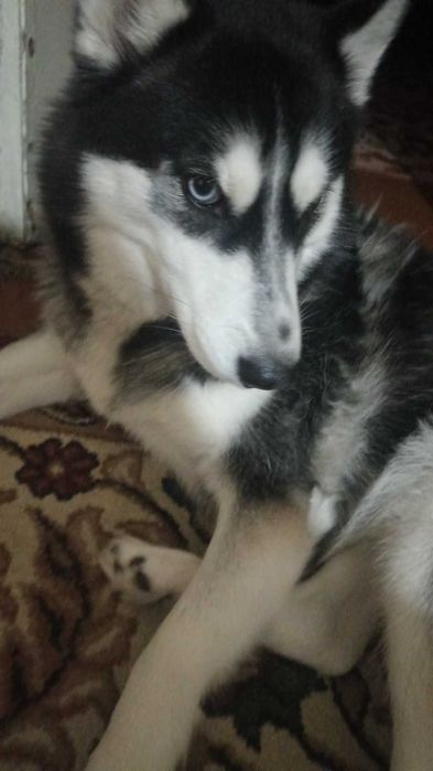 продаётся собака породы Хаски