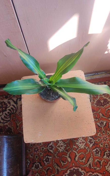 Цветок драцена широколистная