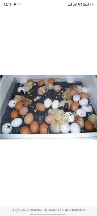 Яйца для инкубатора
