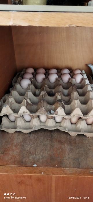 Сисаркалар сотилади ҳаммаси тухумда