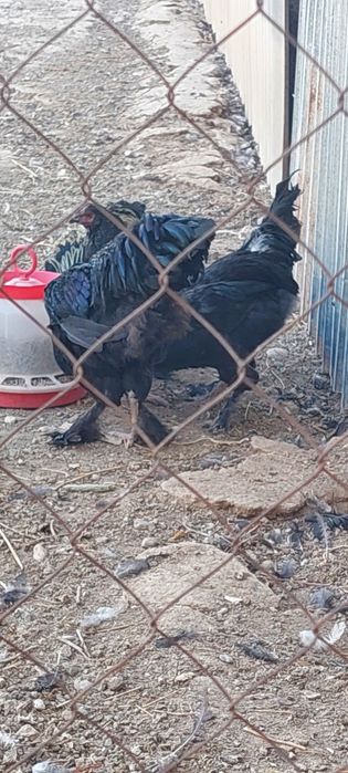 Куры домашние срочно