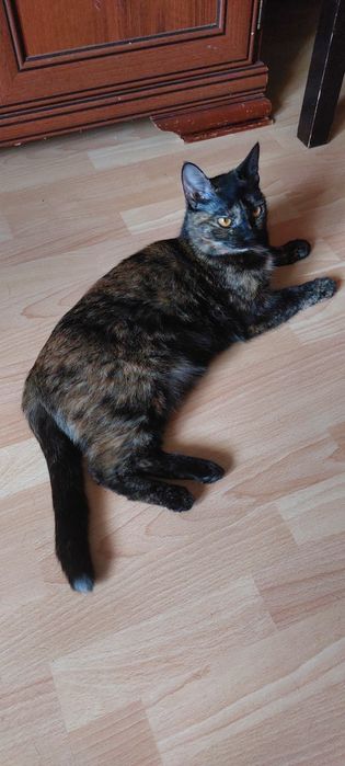 Кошка трехцветная