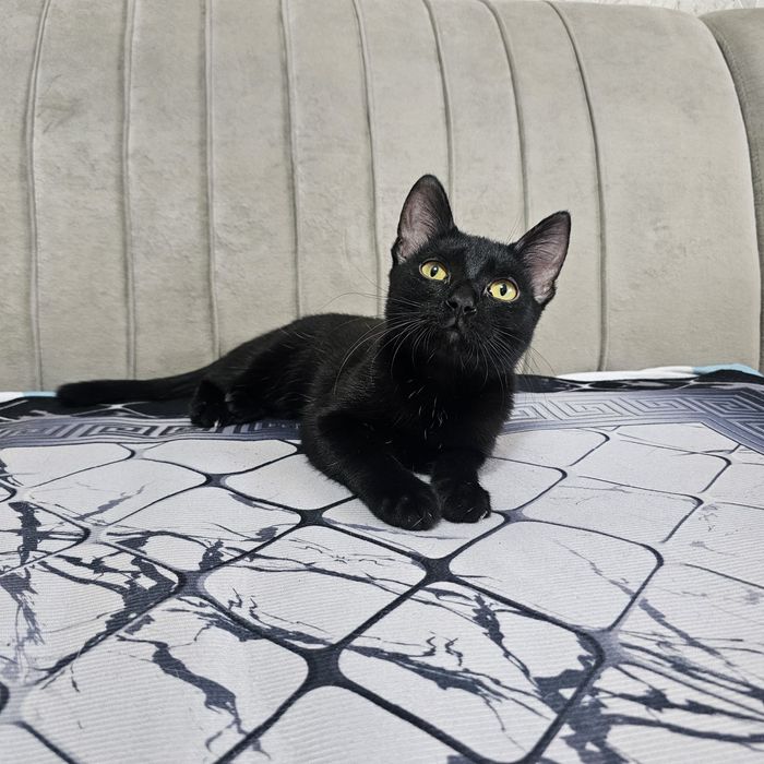 Отдам котенка в добрые руки мальчик и девочка