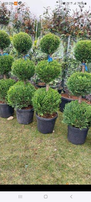 Puiet frasan , tei,fag,carpen, artar,salcam,