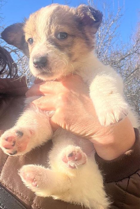 Отдам девочек в добрые руки!