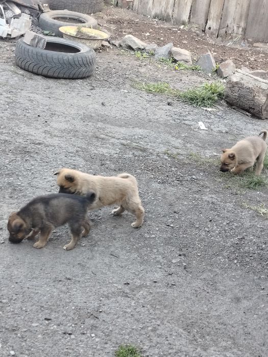 Отдам бесплатно щенков