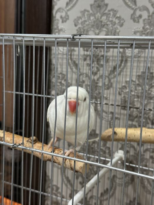 Ожиреловый попугай