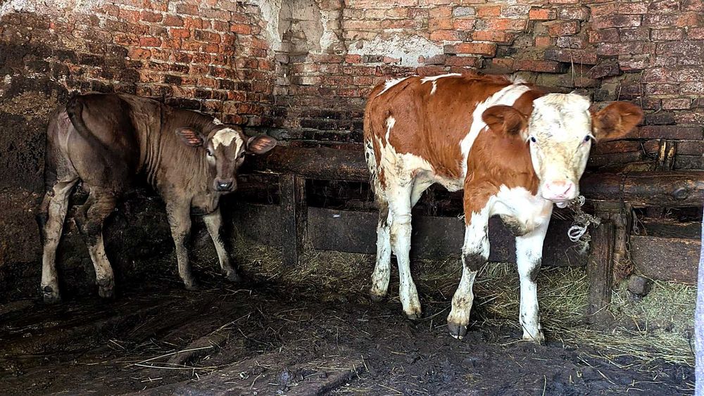 De vânzare viței, tauri, bovine și oi sănătoase! (Pelișor, Sibiu)