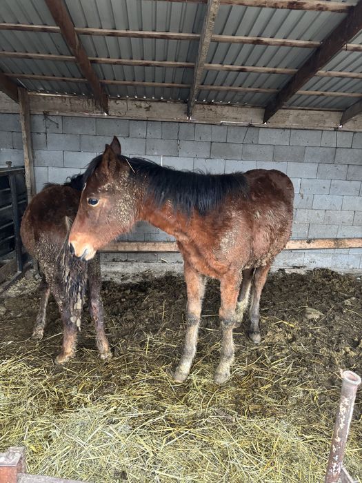 Екі тай сатылады