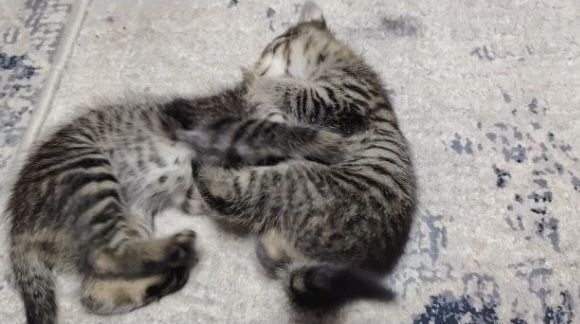 Aka-Uka Mushukchalar