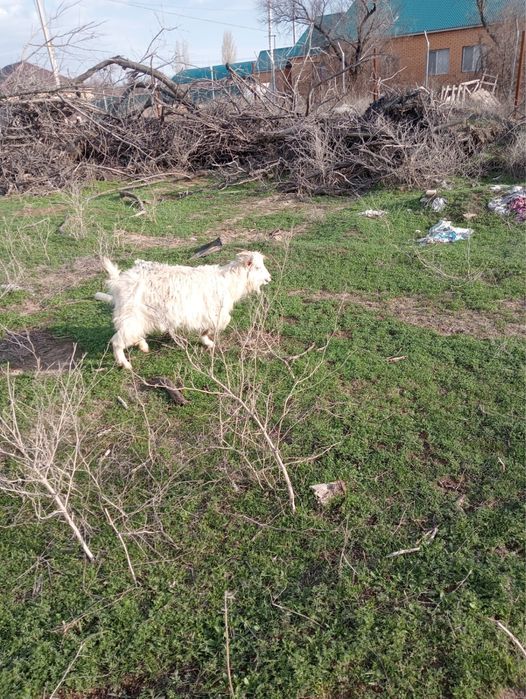 Ешкілер сатылады сүтті