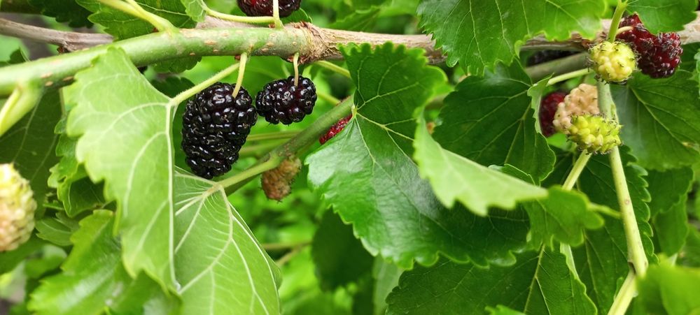 Продам дом в центре города