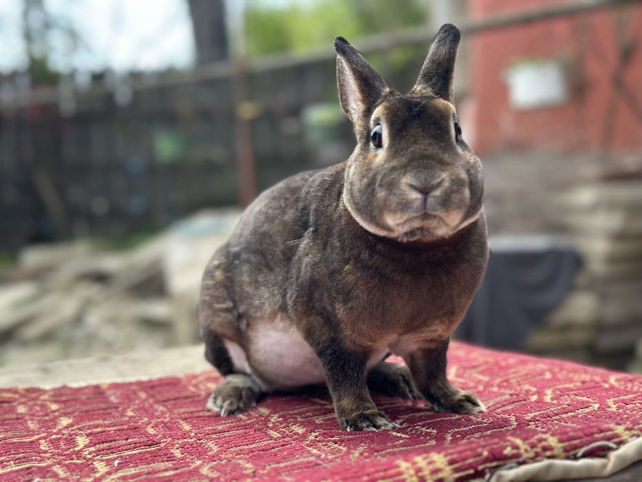 De vânzare mascul  Rex Pitic!