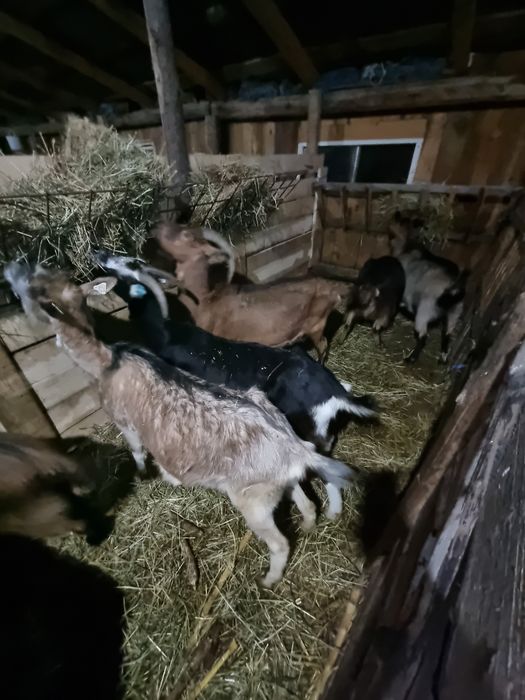 Vând capre gestante