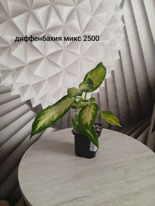 Продам комнатные растения