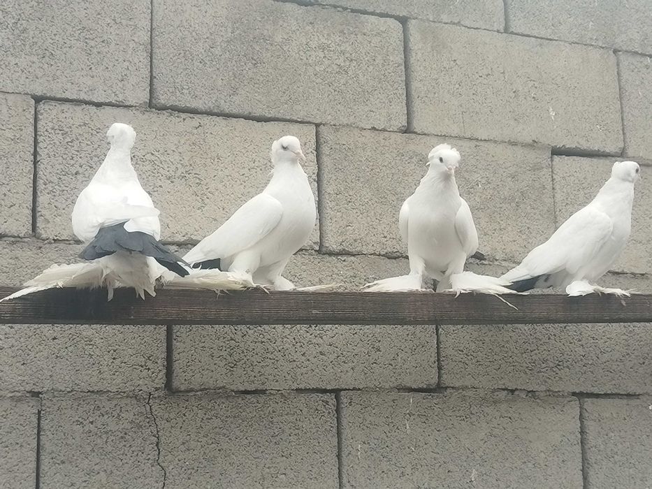 Продам голубей...