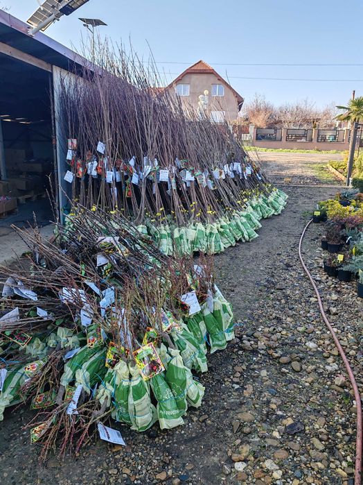 Pomi fructiferi anul 2,3,4 certificați cu rădăcină ambalata