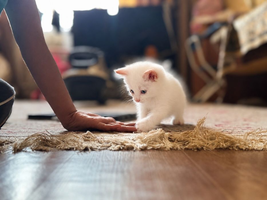 Пристрой котенка