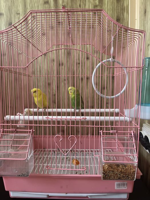 Декоративные попугаи