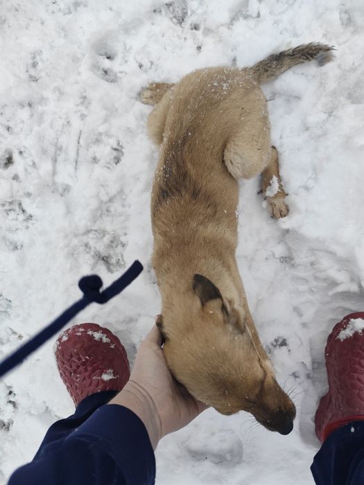 Щенок девочка 3 месяца ищет дом