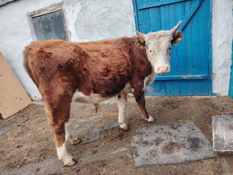 Продам бычков/бұқалар сатылады