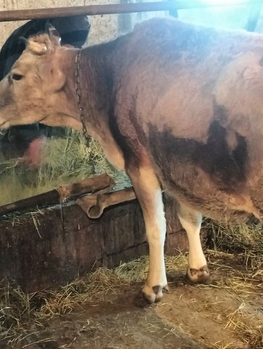 Сельхозживотное карова