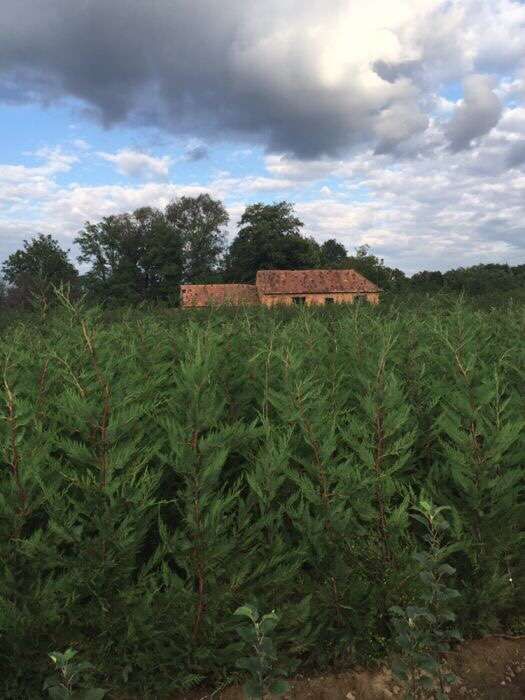 Pepiniera Rad pomi fructiferi si tuia Chiparos Leyland ( gard viu) Iaz