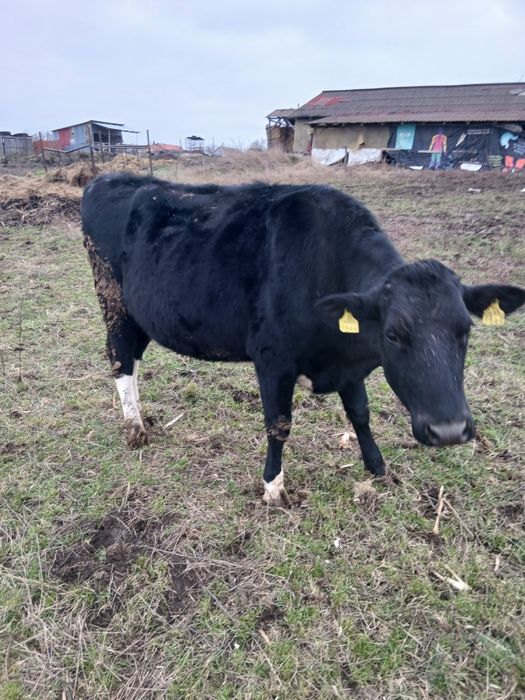 Vând doua juninci gestante 16.000 lei