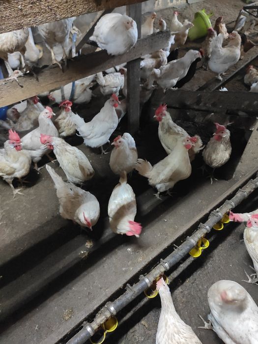 Продам кур молодок