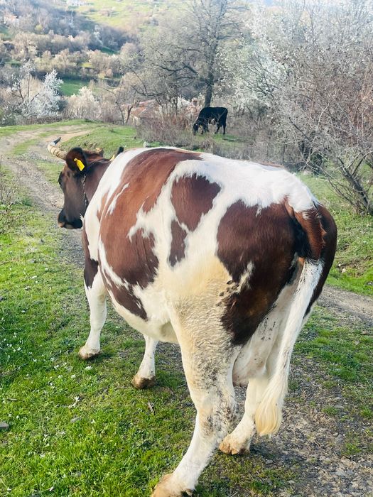 Крава за курбан на третото теле