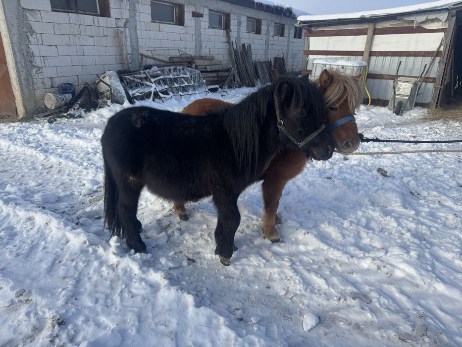 Vand  pereche de mini ponei