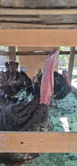 Kurka xoʻroz [85 000 soʻm-kg]