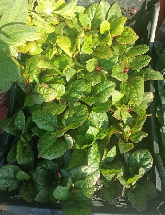 Oralip osadigan gular sotiladi