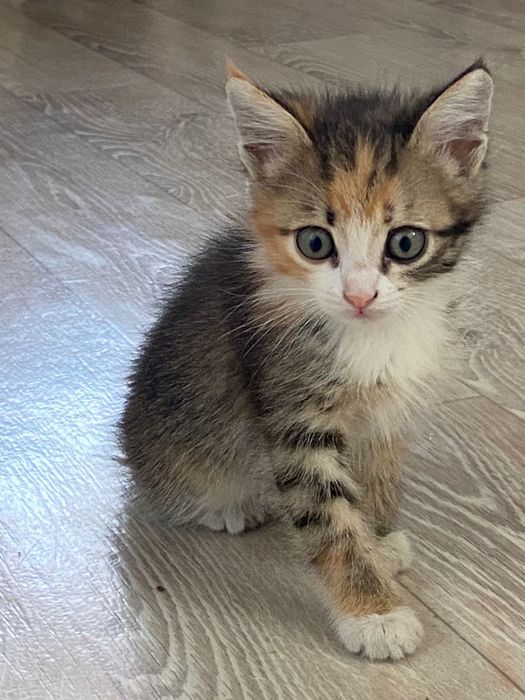 Отдам котят в хорошие руки